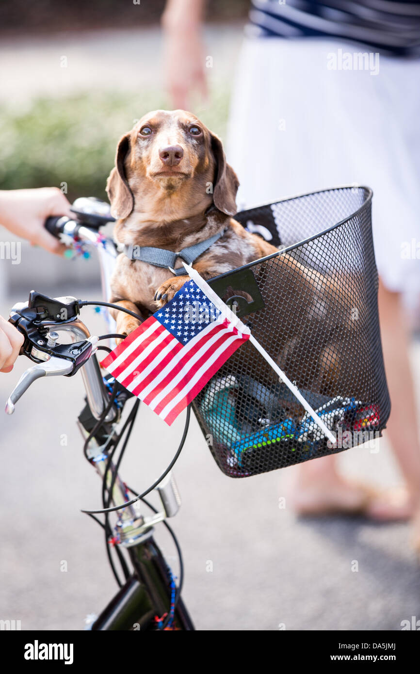 Golf cart basket for dogs hot sale