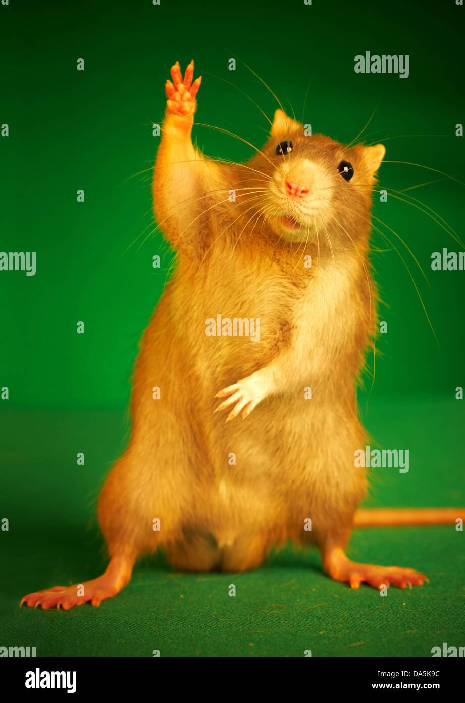 Rat on a green background... Stock Photo