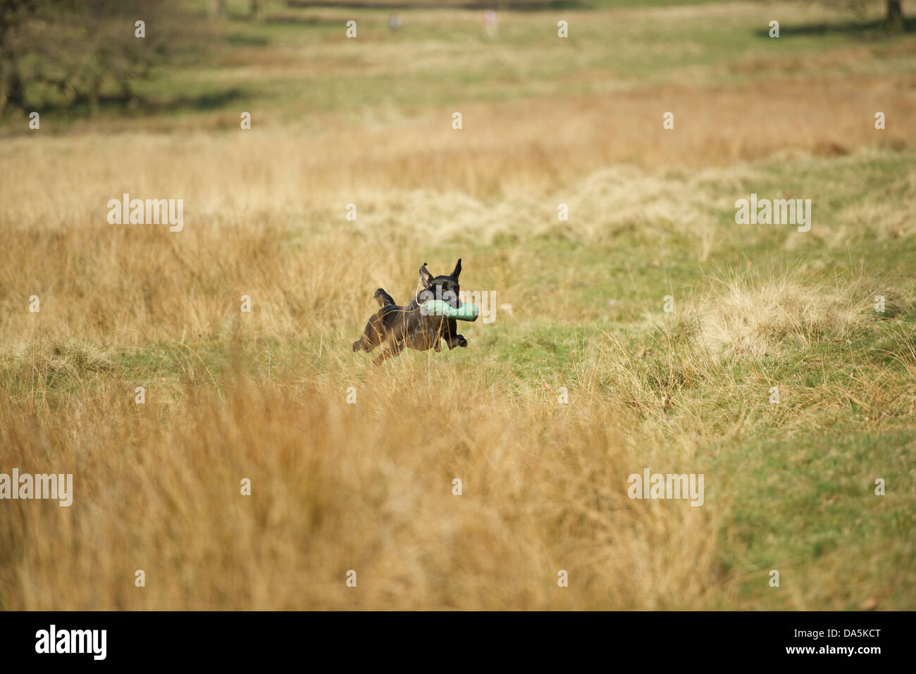 Young black labrador retrieving a training dummy Stock Photo - Alamy