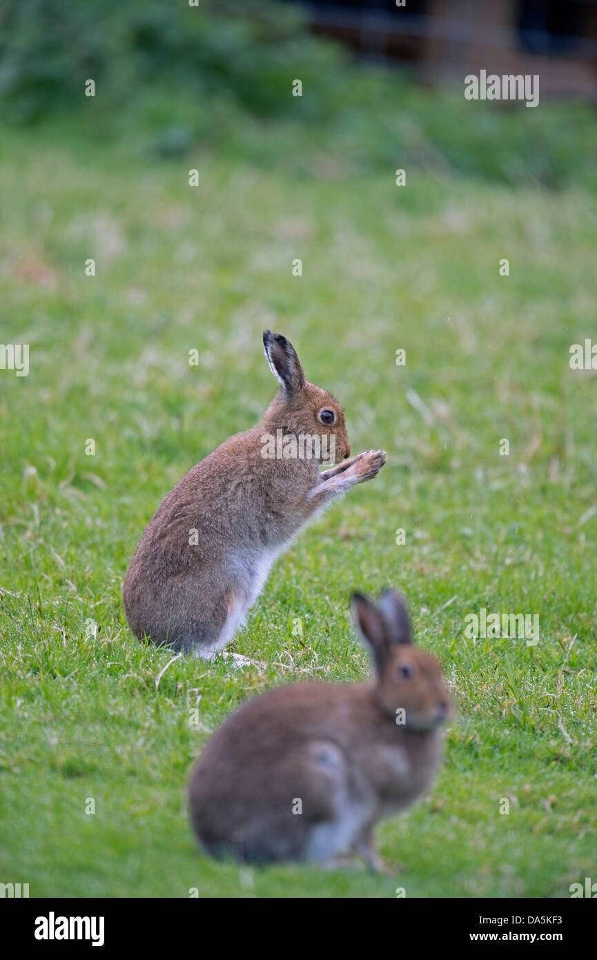 Mountain Hares (Lepus timidus) sit on the dew covered grass in the early morning Stock Photo