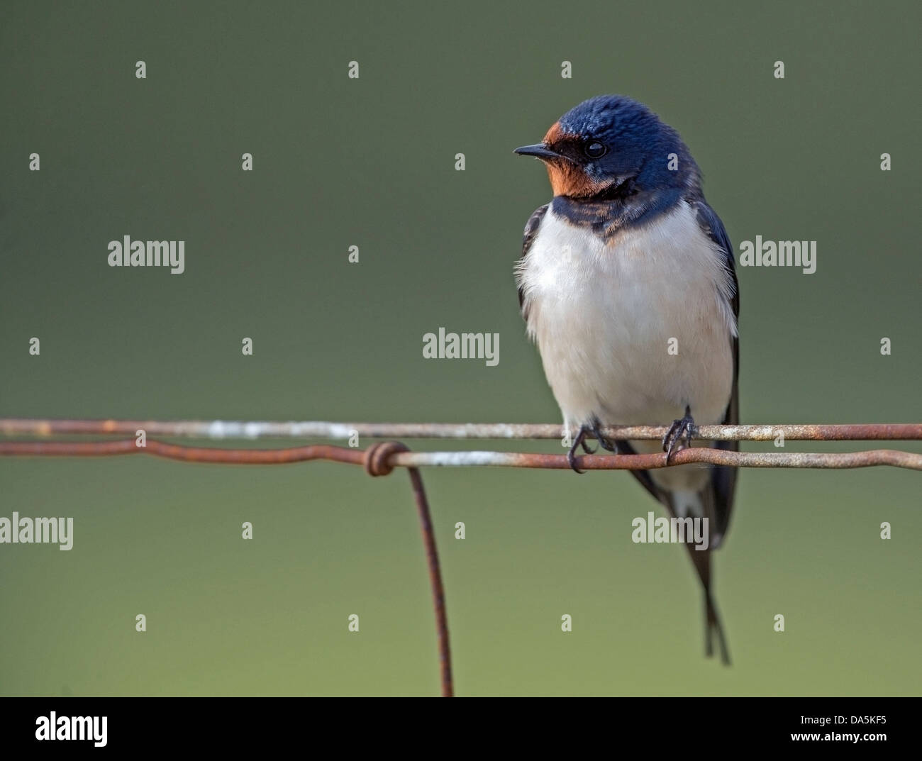 (Hirundo rustica), Swallow enjoying the early morning sun near Salen, Isle of Mull Stock Photo