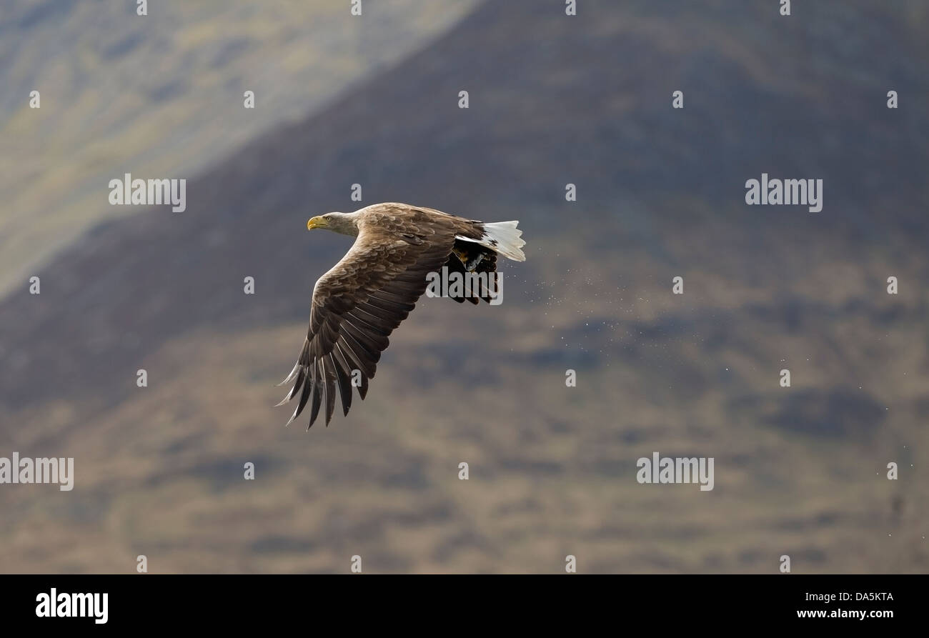 White Tailed Sea Eagle(Haliaeetus albicilla) Isle of Mull flying back towards eyrie with captured fish Stock Photo