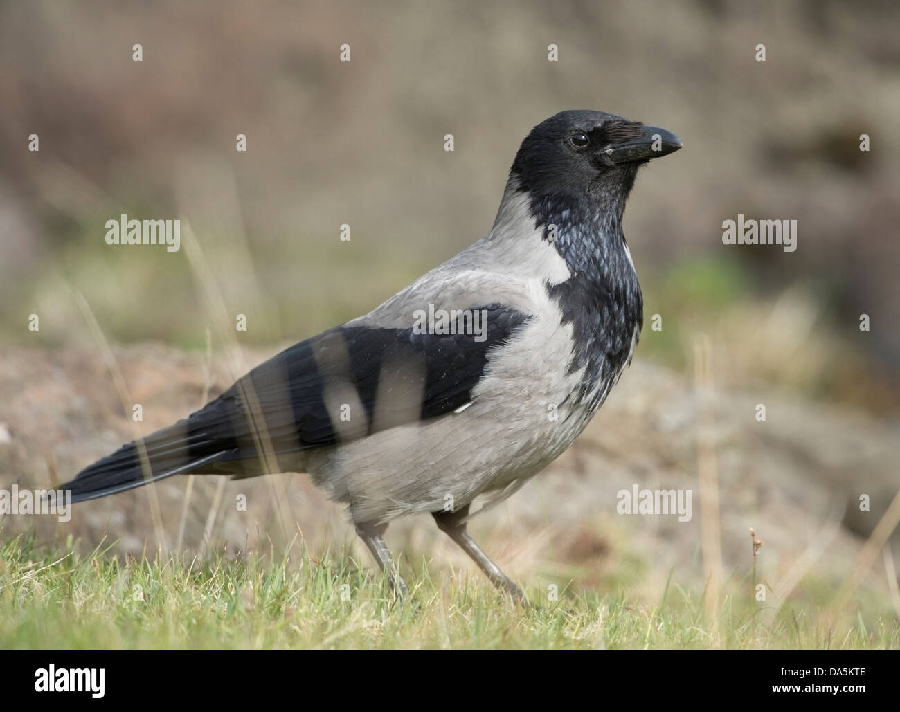 Crow edge hi-res stock photography and images - Alamy
