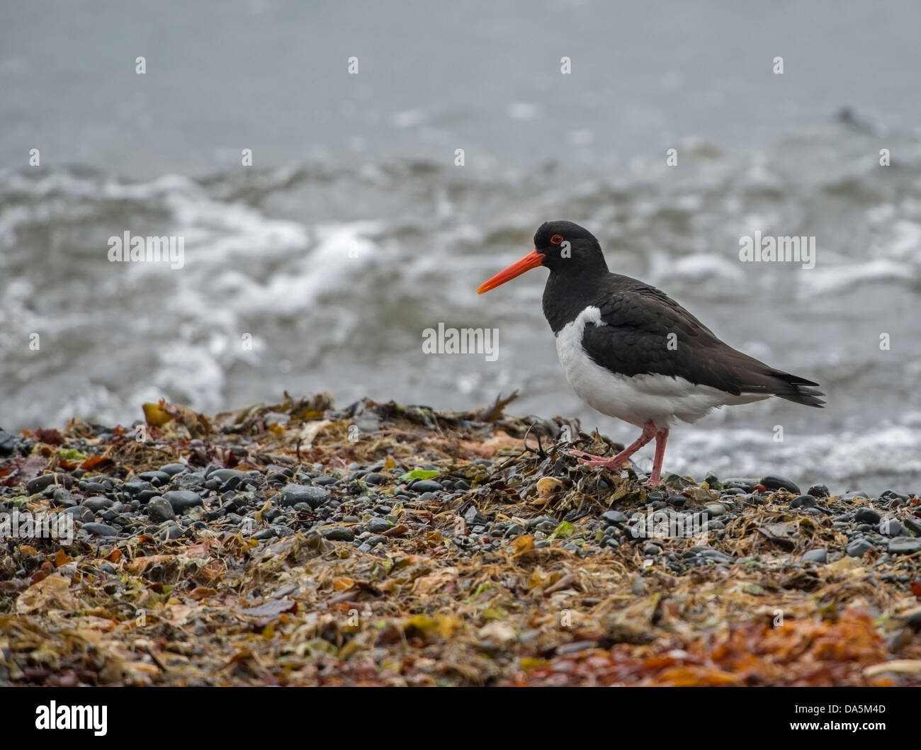 Oyster Catcher (Haematopus ostralegus) foraging amongst the seaweed Stock Photo