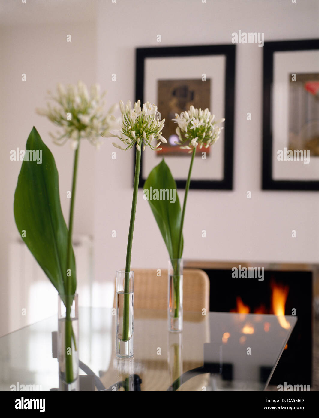 Close Up Of White Flowers In Single Glass Vases On Glass Topped Table Stock Photo Alamy