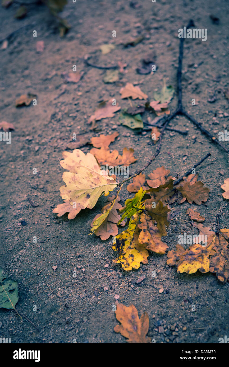 close up shot of a bunch of autumn plants Stock Photo