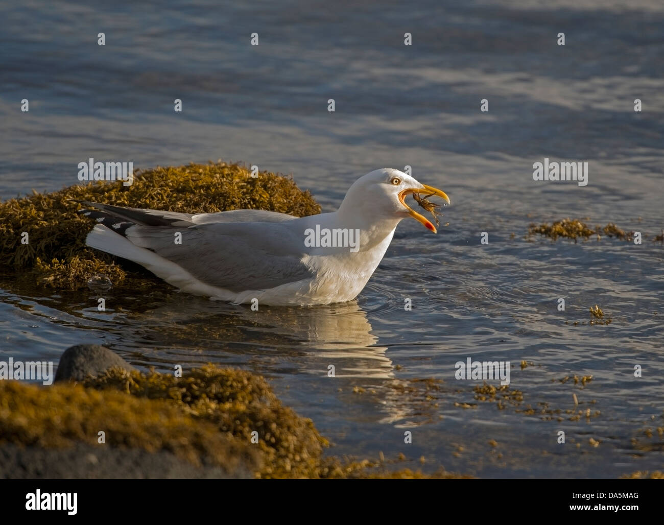 Early morning on Loch na Keal in the Isle of Mull, and this gull has himself an early bite. Stock Photo