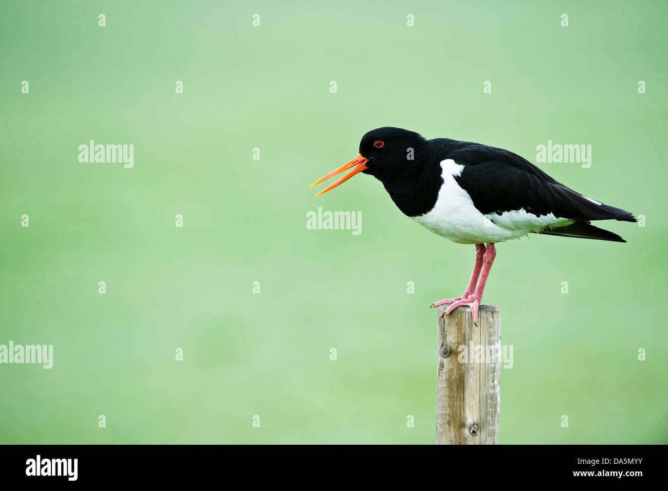 Oyster catcher (Haematopus ostralegus) on post, calling, defends the territory during the breeding season Vik Iceland Stock Photo