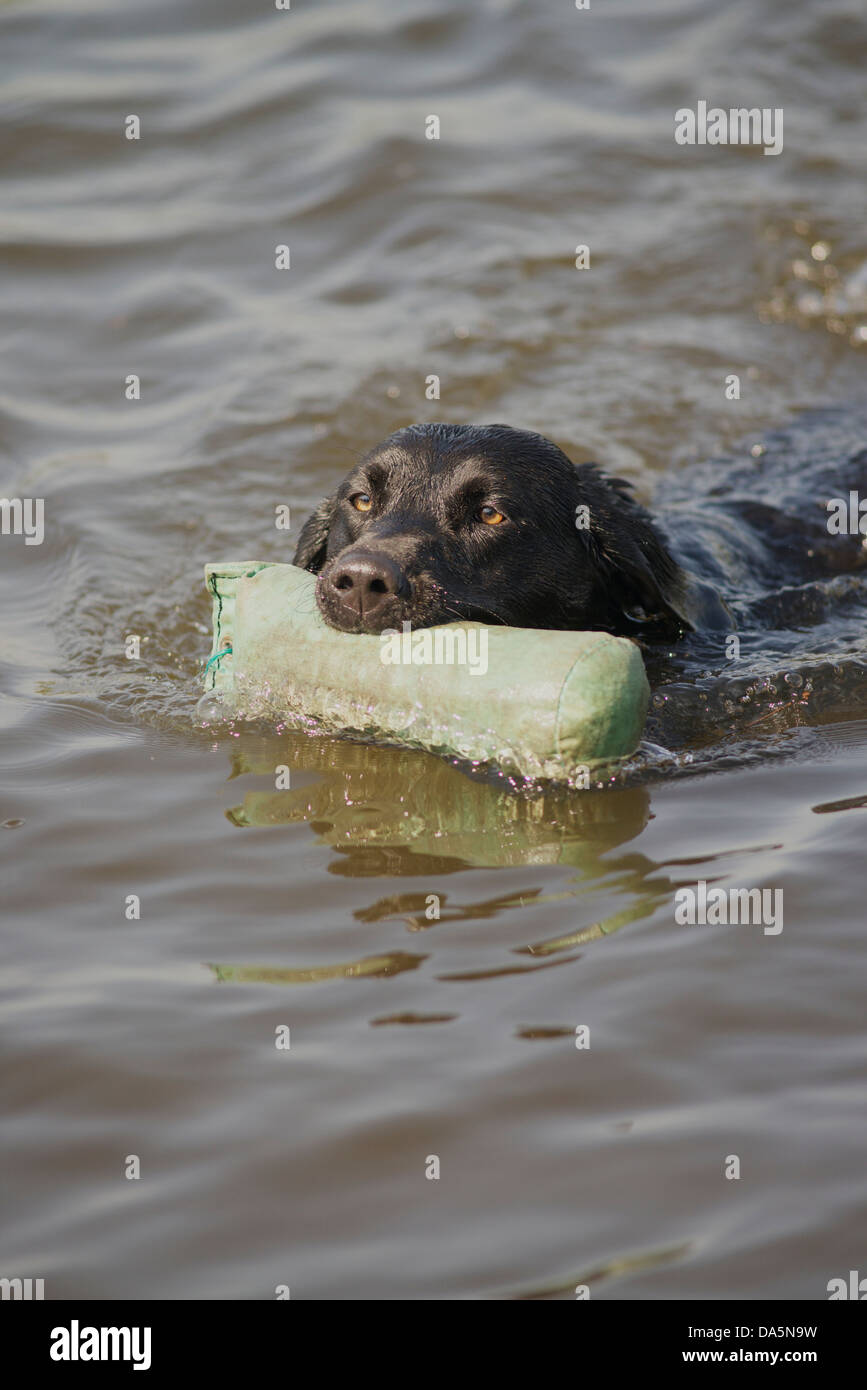 labrador retrieves floating dummy from pond Stock Photo Alamy