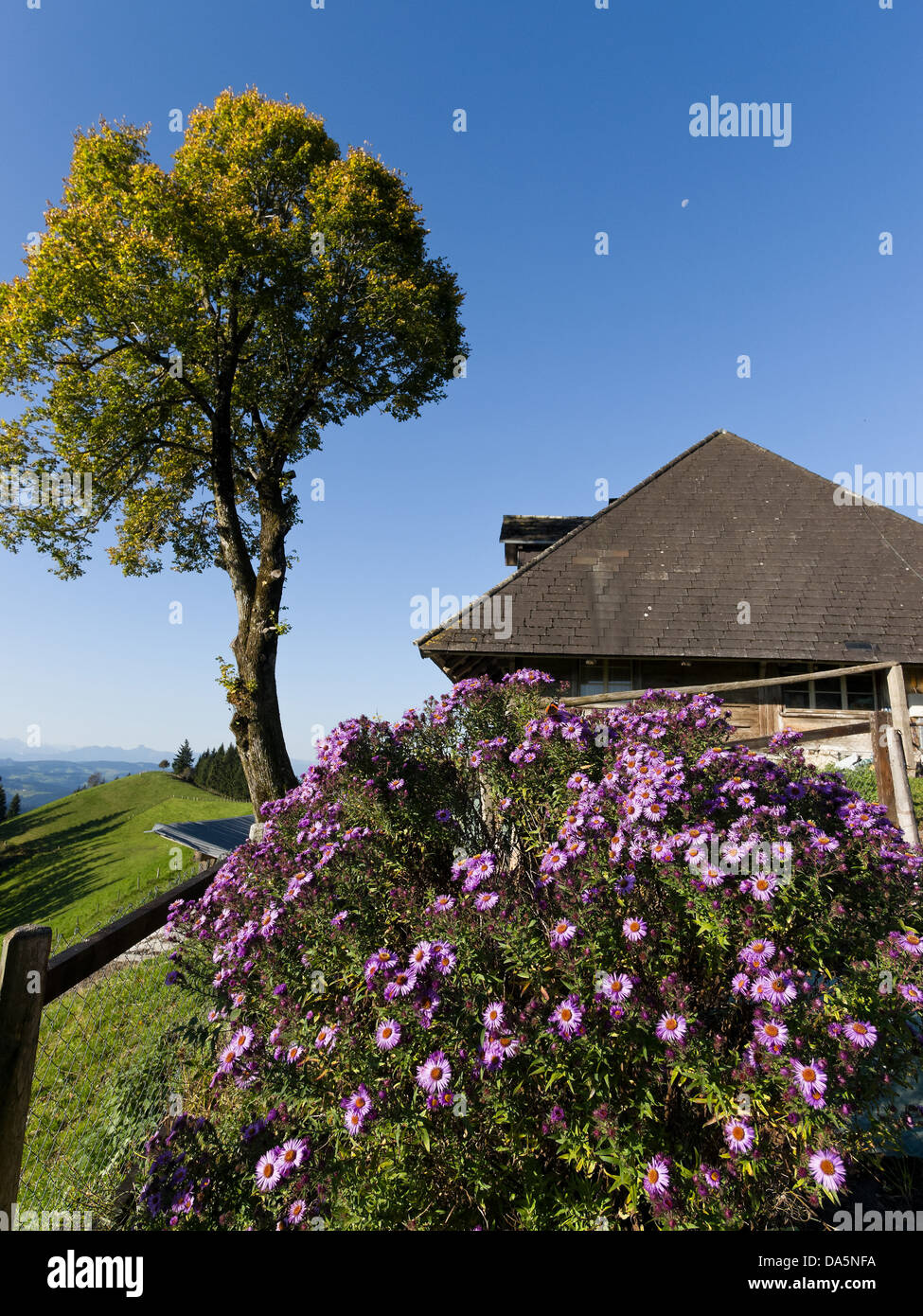 Asters, farm garden, tree, Emmental, garden, garden fence, chalet, canton Bern, Bern, composite, scenery, agriculture, Langnau, Stock Photo