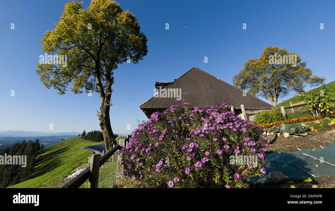 Asters, farm garden, tree, Emmental, garden, garden fence, chalet, hill scenery, canton Bern, Bern, composite, scenery, agricult Stock Photo