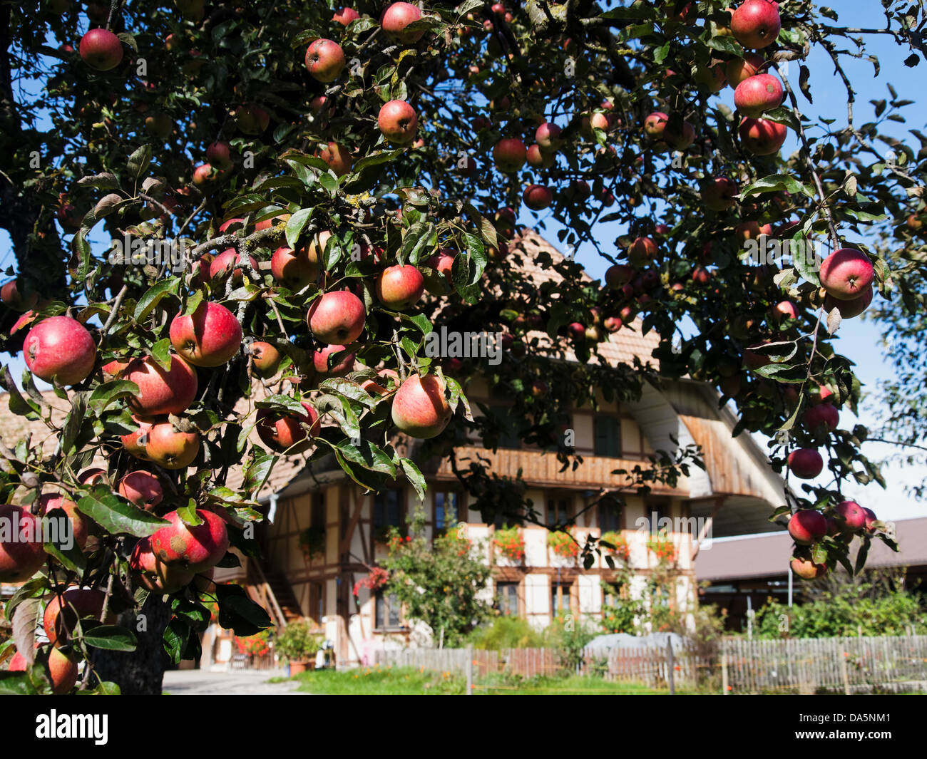 Apple, apple tree, farm, tree, farmhouse, Emmental, canton Bern, Bern, fruit, orchard, Rüderswil, Switzerland, Europe, Stock Photo