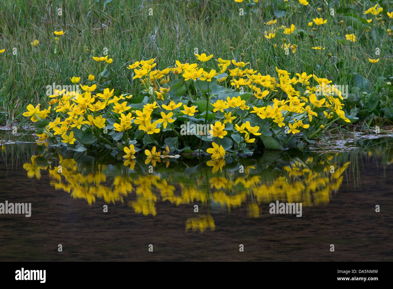 thumbnail image 2 of 50 Marsh Marigold Seeds - Caltha Palustris For Planting, Perennial Open Pollinated 2 of 5