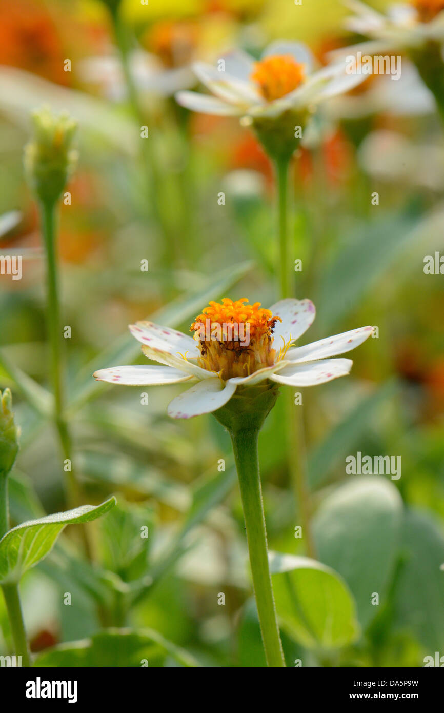 beautiful Narrowleaf Zinnia flower (Zinnia angustifolia Kunth) at Thai flower garden Stock Photo
