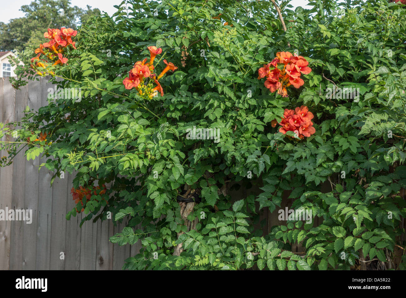 A trumpet vine, displaying early summer blossoms against a wooden fence