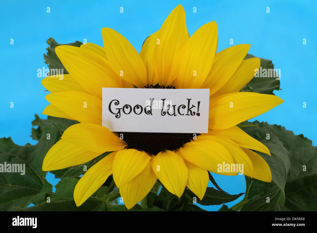 Sunflower Good Luck High Resolution Stock Photography and Images Alamy