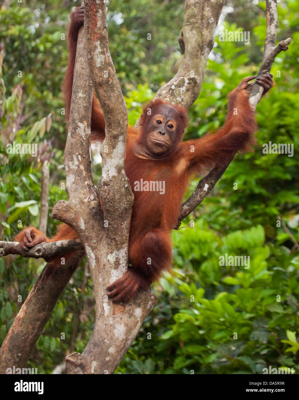 Wild Bornean Orangutan (Pongo pygmaeus) sitting on tree in Bornean tropical rainforest. Critically endangered species Stock Photo