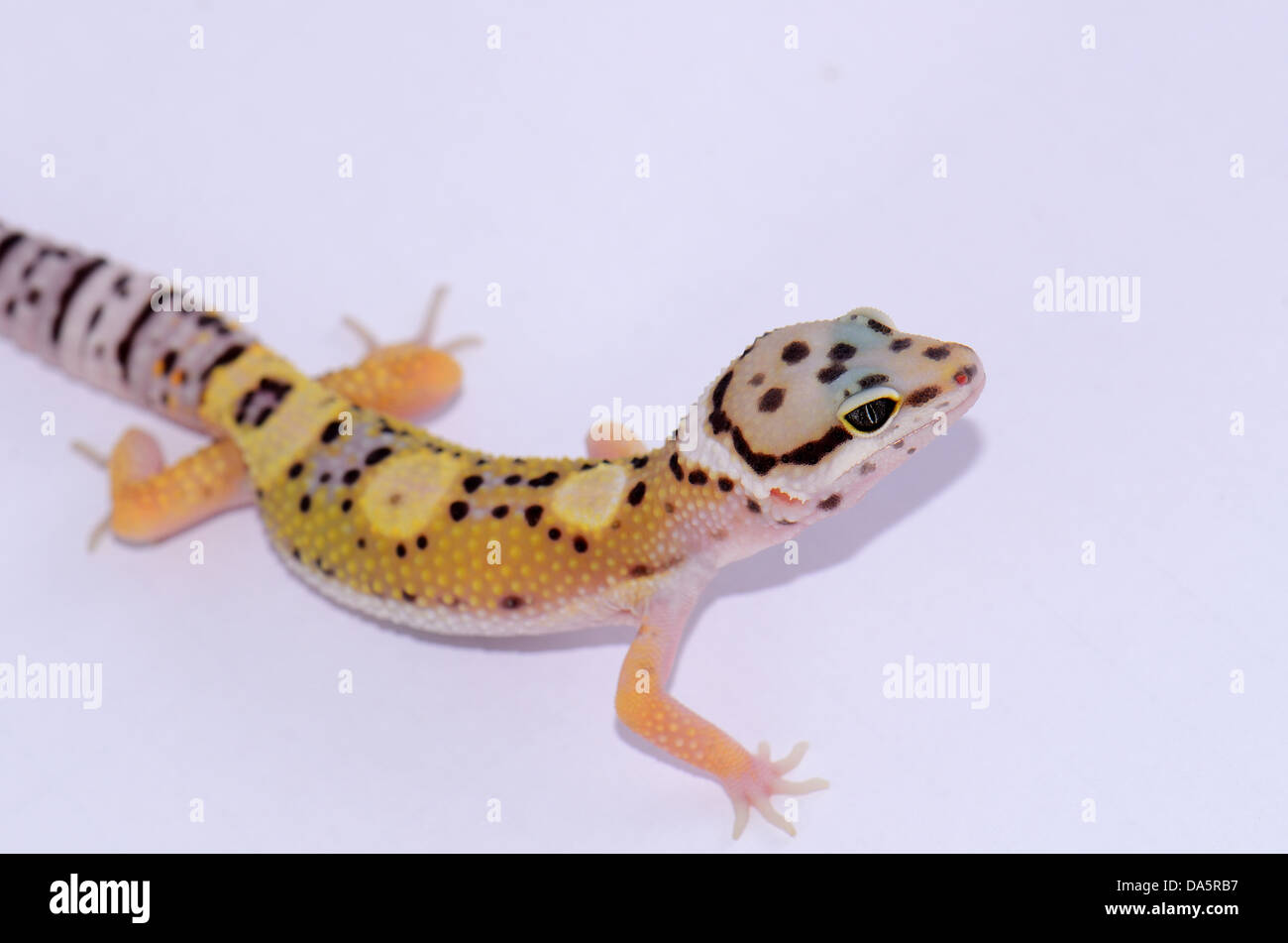 beautiful juvenile leopard gecko (Eublepharis macularius) as pet Stock Photo