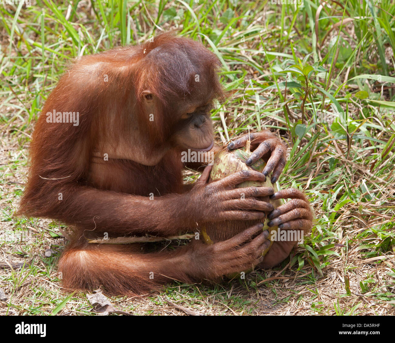 Young orphan orangutan holding a coconut in hands and feet while playing in outdoor exploration session at the Orangutan Care Center. Pongo pygmaeus Stock Photo