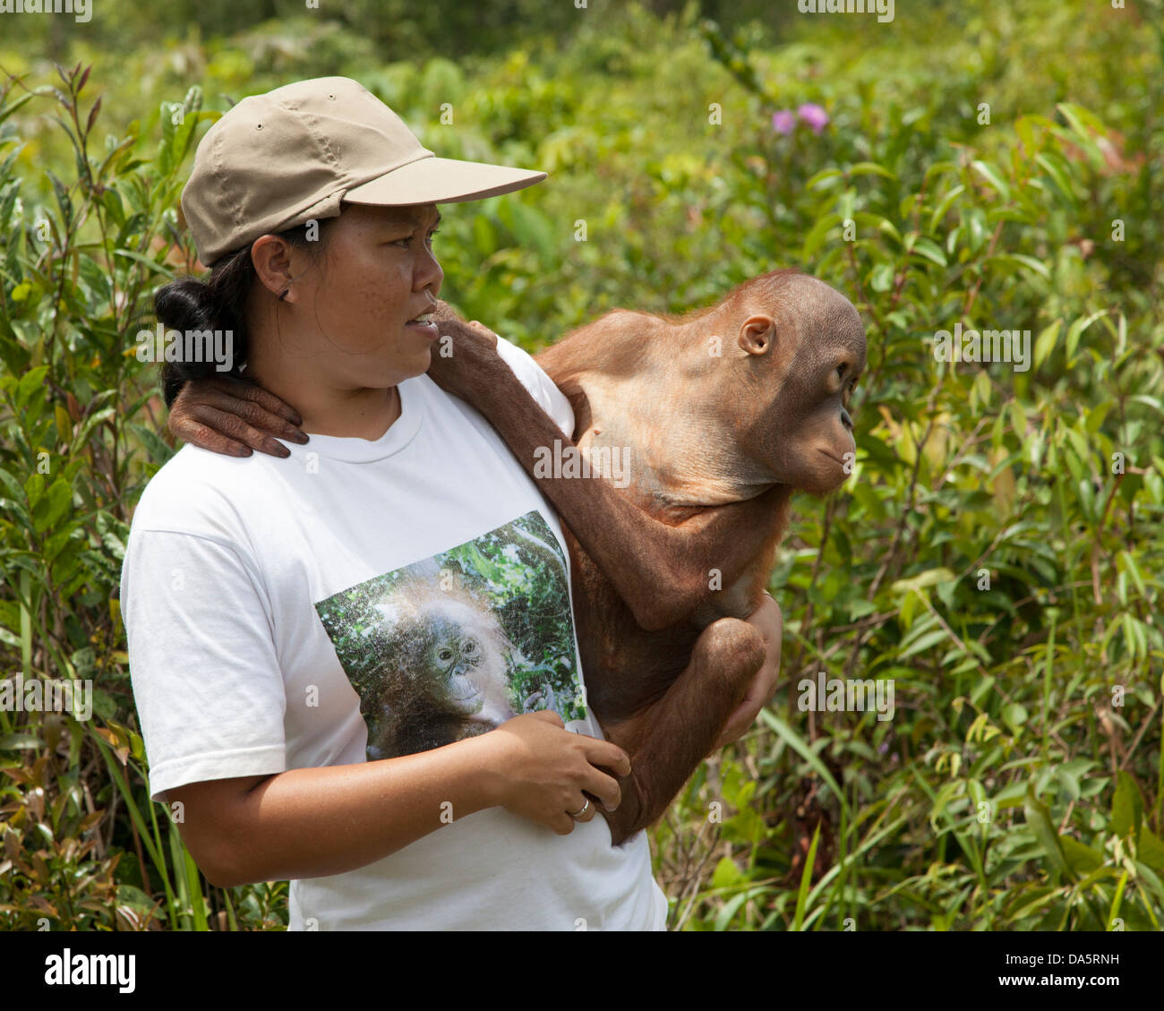 Indonesian woman caretaker carrying young orphan orangutan to outdoor forest play session at the Orangutan Care Center in Borneo. Stock Photo
