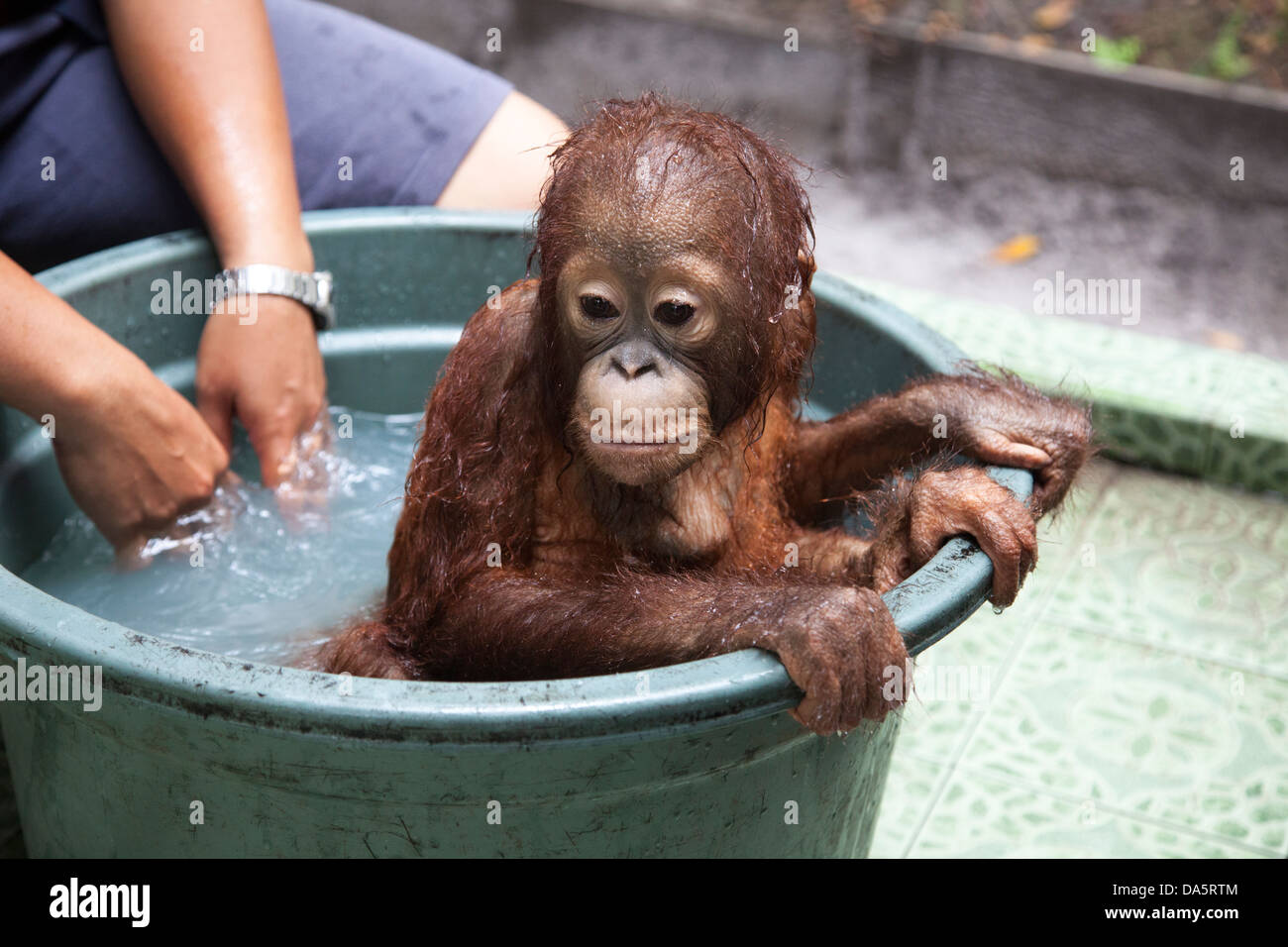 Orphan orangutan (Pongo pygmaeus) having a bath in tub at the Orangutan Care Center and Quarantine Stock Photo