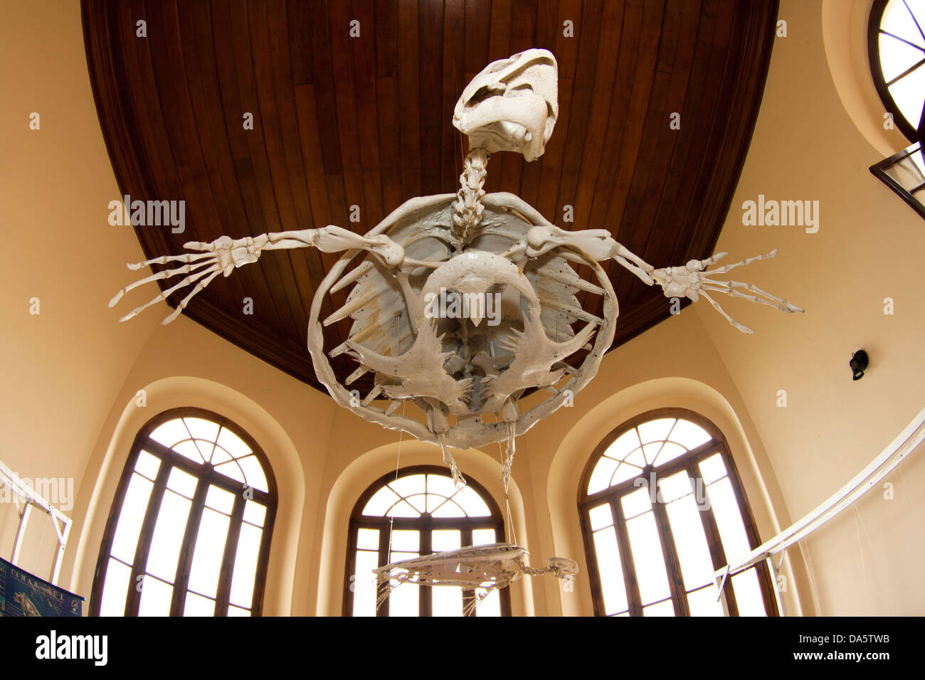 sea turtle skeleton at fishing museum, Santos city, Sao Paulo, Brazil Stock Photo