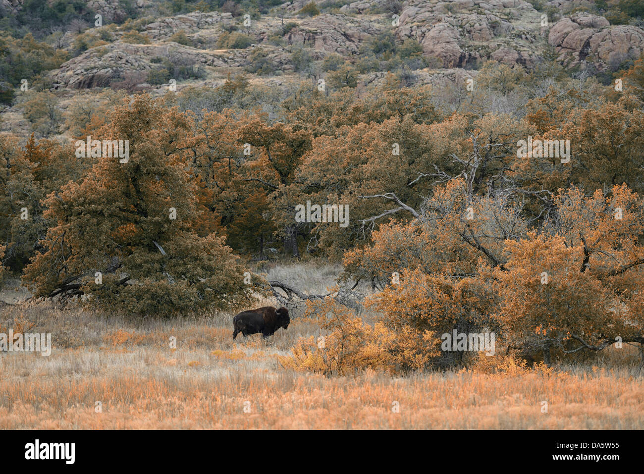 USA, United States, America, North America, Oklahoma, Comanche, Cache, Bison, buffalo, animal, Bos bison, prairie, grassland, pl Stock Photo