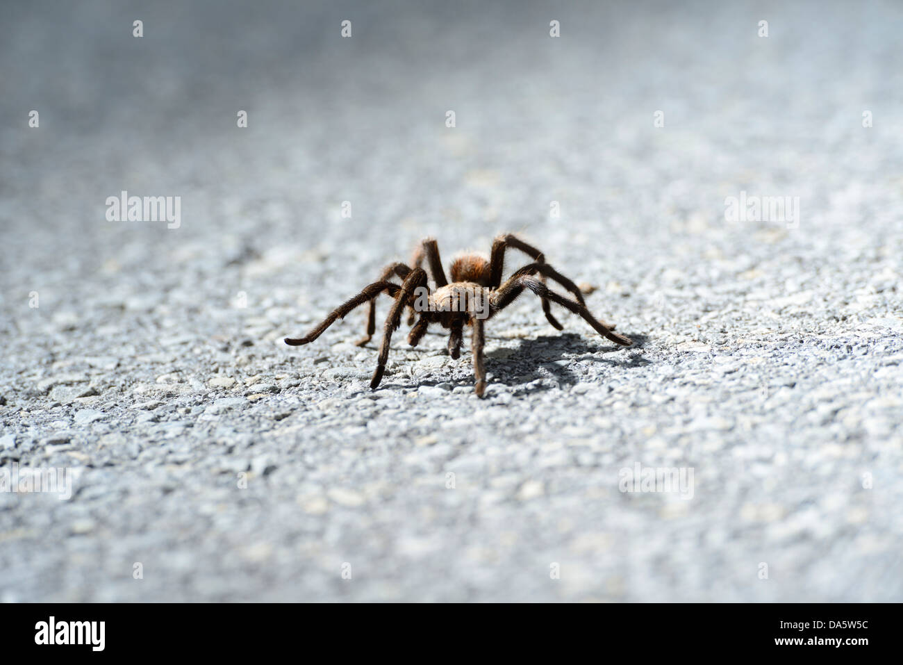 USA, United States, America, North America, Oklahoma, Comanche, tarantula, road, spider, insect Stock Photo