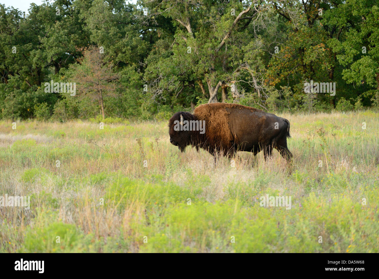 USA, United States, America, North America, Oklahoma, Comanche, Cache, Bison, buffalo, animal, Bos bison, prairie, grassland, pl Stock Photo
