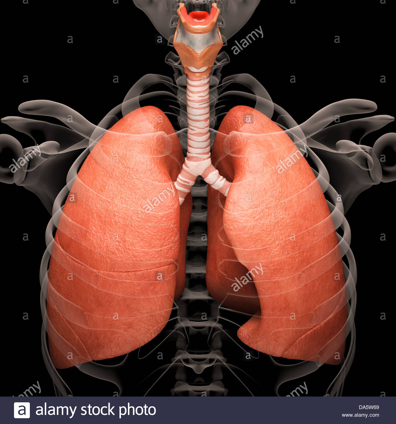 Lung Anatomy High Resolution Stock Photography and Images Alamy