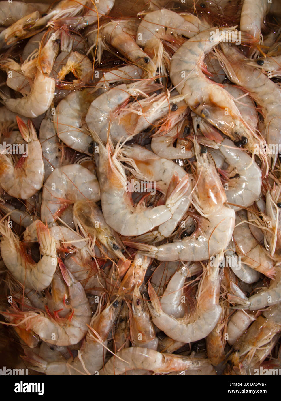 Fresh prawn shrimp on the market Stock Photo - Alamy