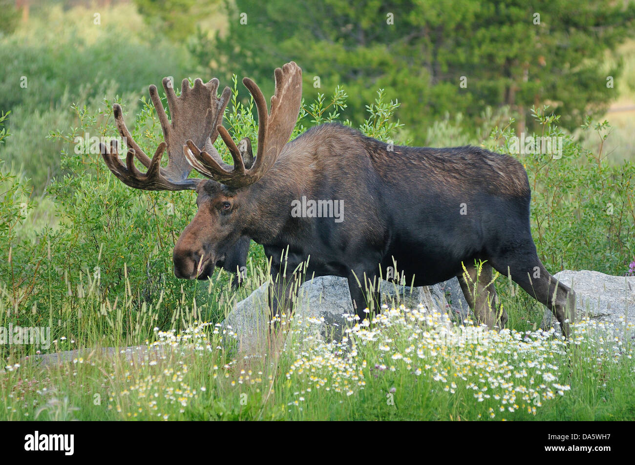 Canada, Moose, Travel, animal, antlers, bull, day, daytime, grand, landscape, mammal, nature, travel, vegetation, wild, wildlife Stock Photo