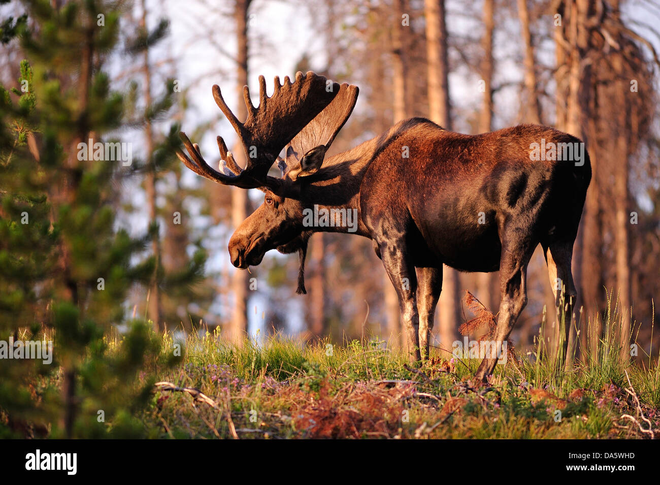 Canada, Moose, Travel, animal, antlers, bull, day, daytime, forest, grand, landscape, mammal, nature, travel, vegetation, wild, Stock Photo