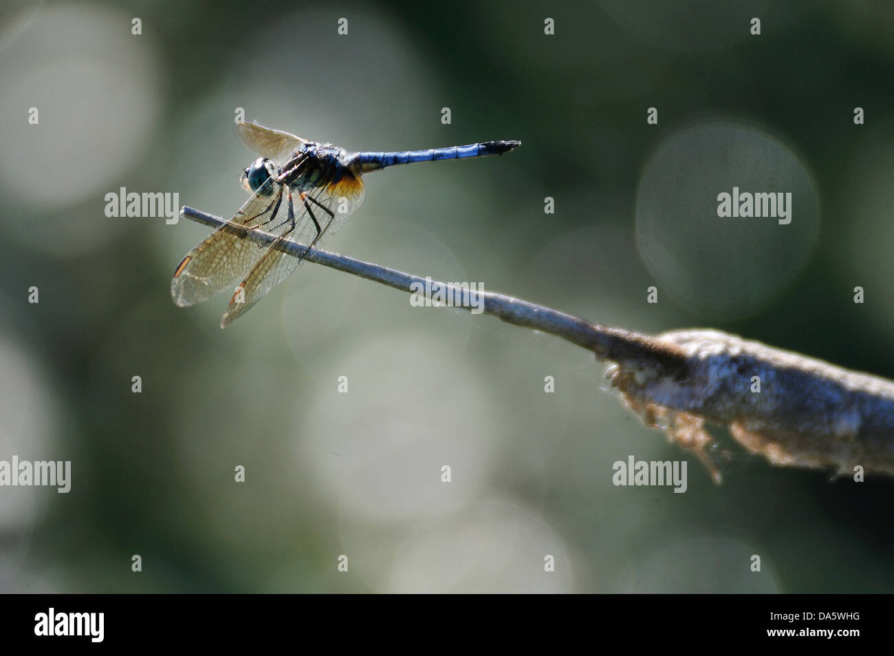 Dragonfly, insect, Marshland, marsh, swamp, Sanctuary Pond, Point Pelee, National Park, Leamington, Ontario, Canada, Stock Photo