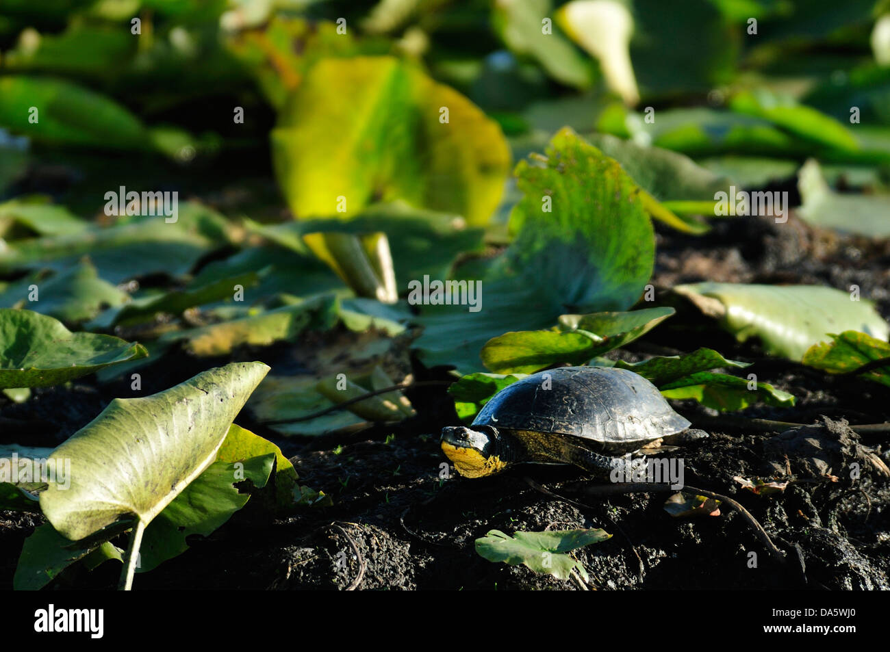 Turtle, Marshland, marsh, swamp, Sanctuary Pond, Point Pelee, National Park, Leamington, Ontario, Canada, Stock Photo