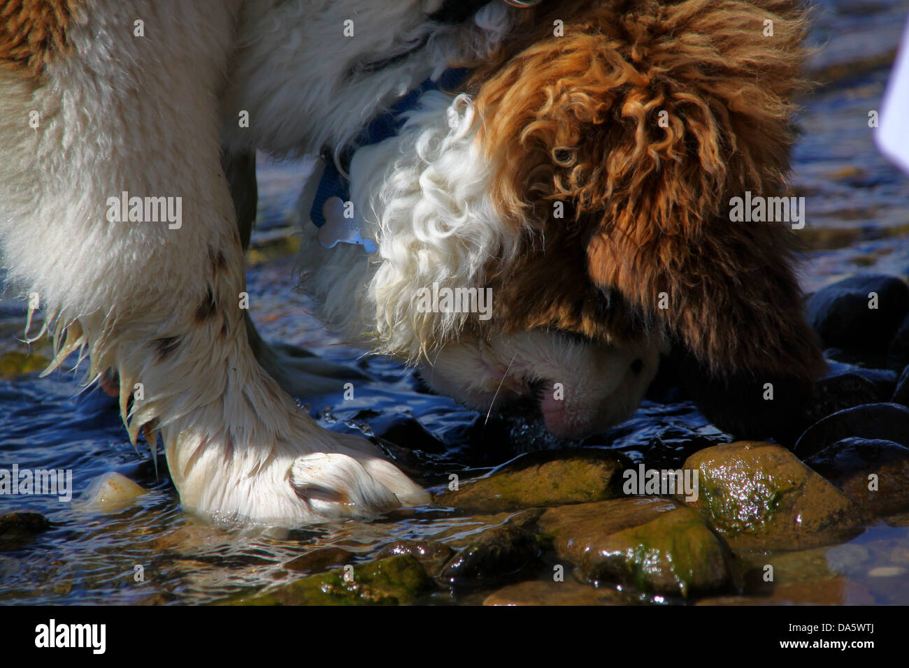 Saint Bernard puppy drinking in lake Stock Photo