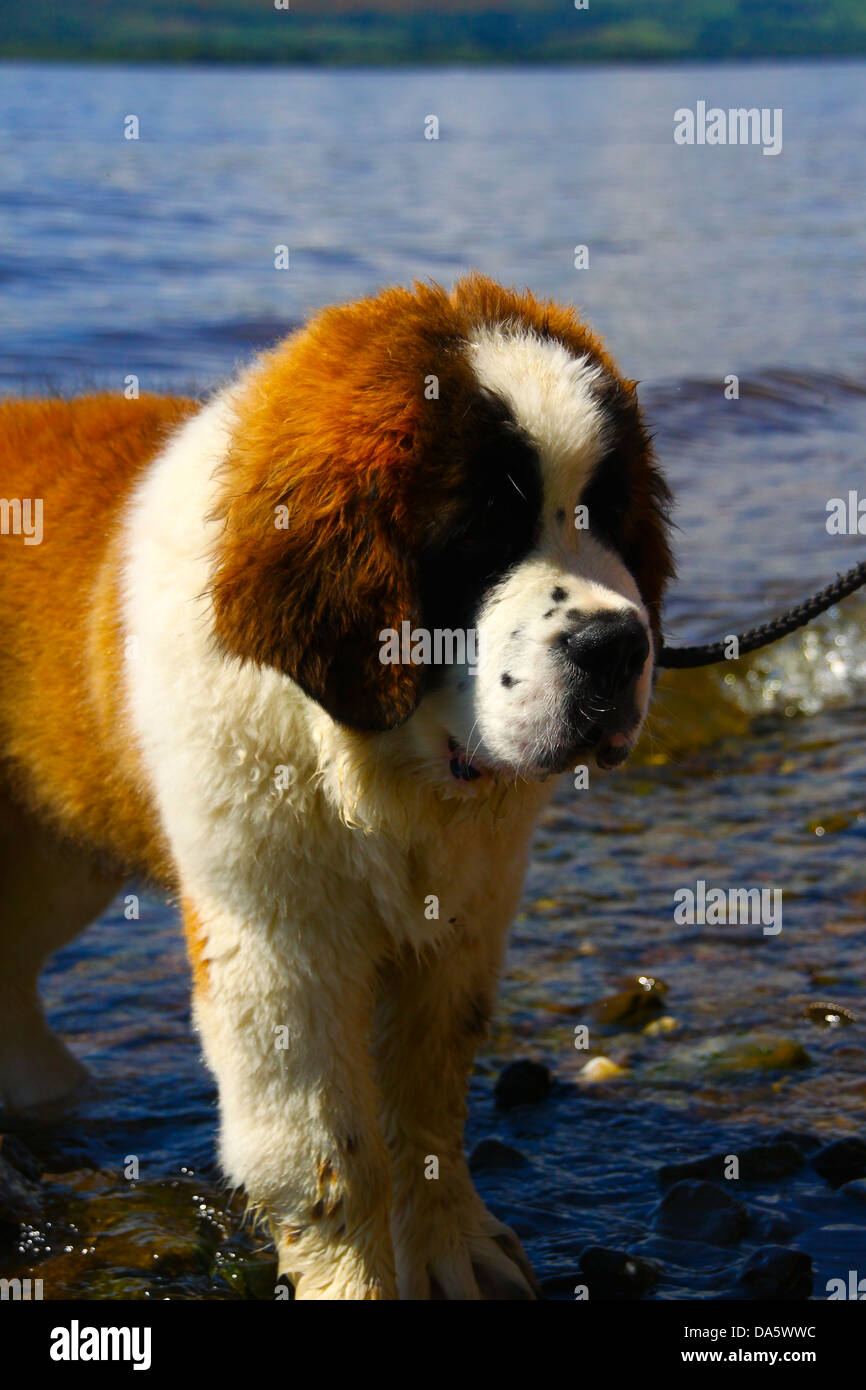 Saint St Bernard puppy in lake cooling off Stock Photo