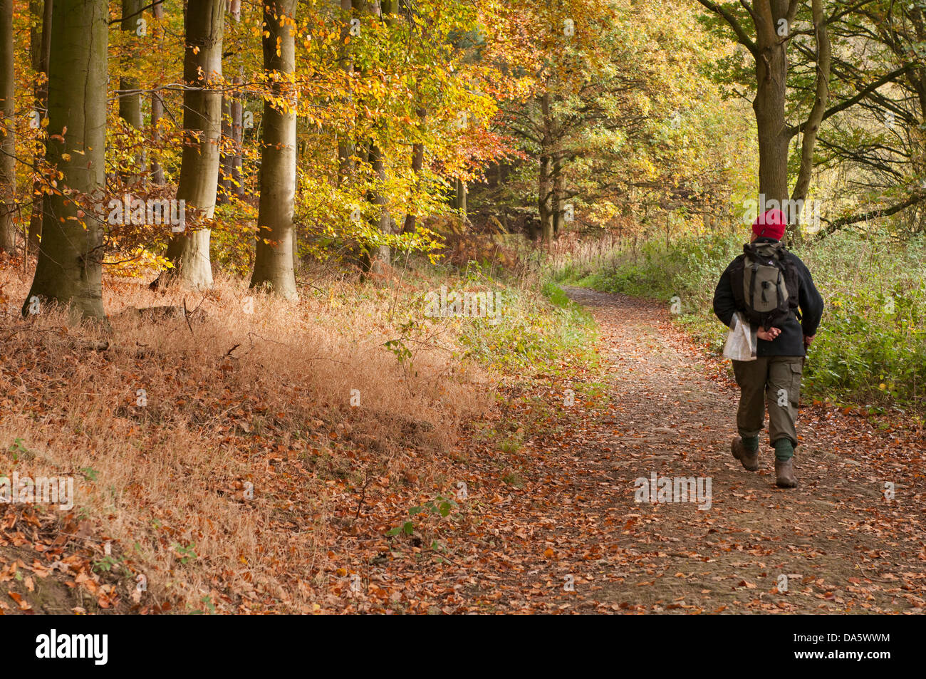 In autumn, man walking on quiet, curving path covered in orange brown fallen leaves in scenic woodland - Lindley Wood, North Yorkshire, England, UK. Stock Photo