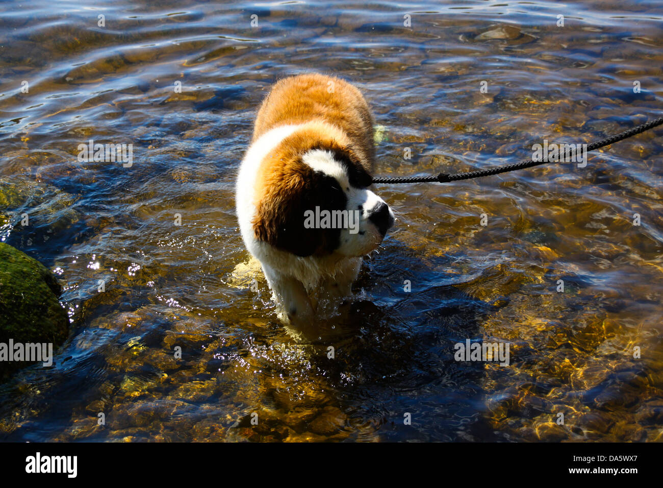 Saint Bernard puppy in lake cooling off Stock Photo