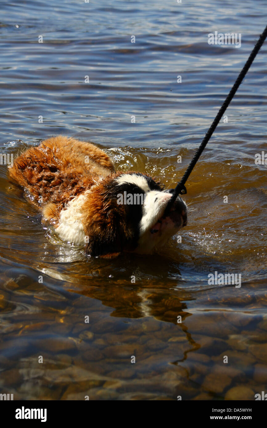 Saint Bernard puppy playing in lake Stock Photo