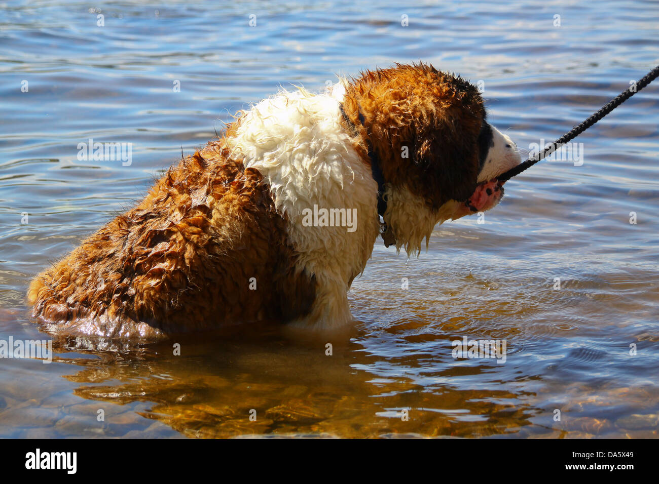 Saint Bernard puppy sitting in lake cooling off Stock Photo