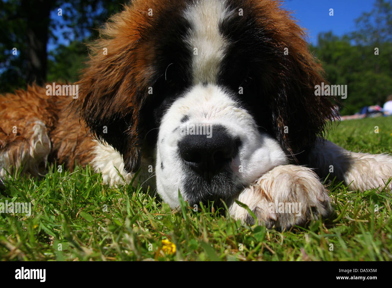 Saint Bernard puppy lying on grass Stock Photo