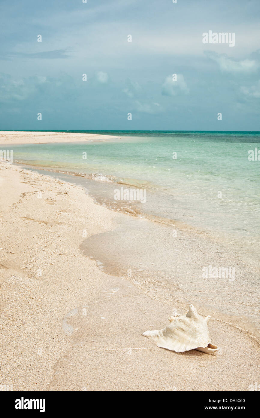 Conch shell on a Caribbean beach, Providenciales, Turks & Caicos Islands Stock Photo