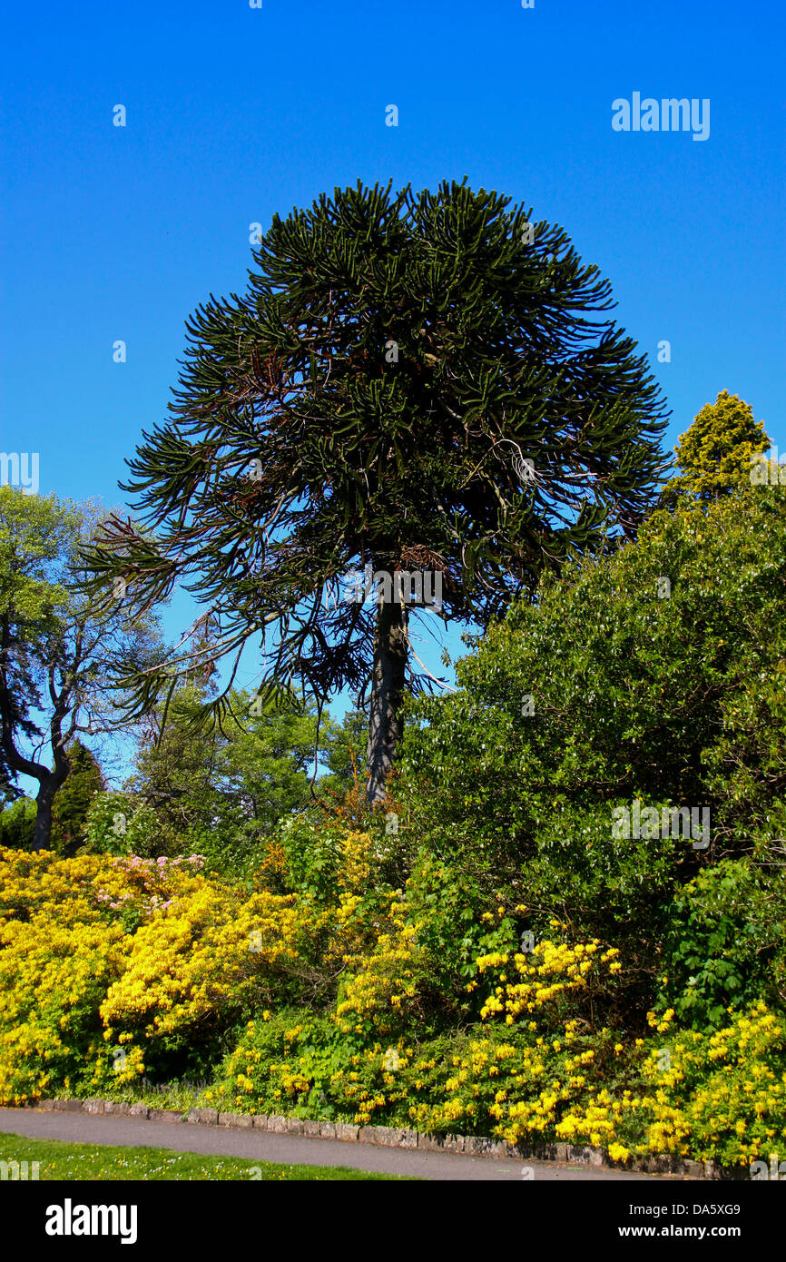 Monkey Puzzle tree Araucaria araucana Stock Photo