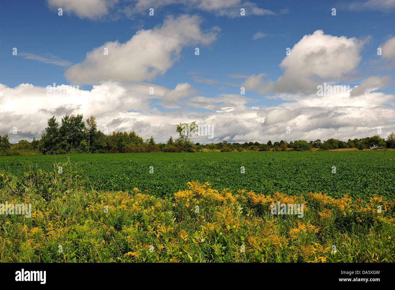 Fields, Cambray, Ontario, Canada, agriculture, clouds Stock Photo Alamy