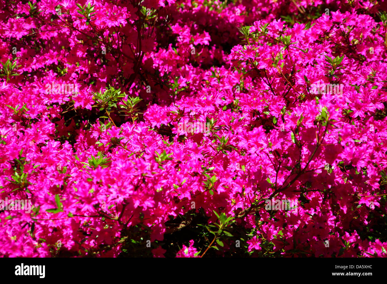 Bright pink purple flowering shrub bush Stock Photo