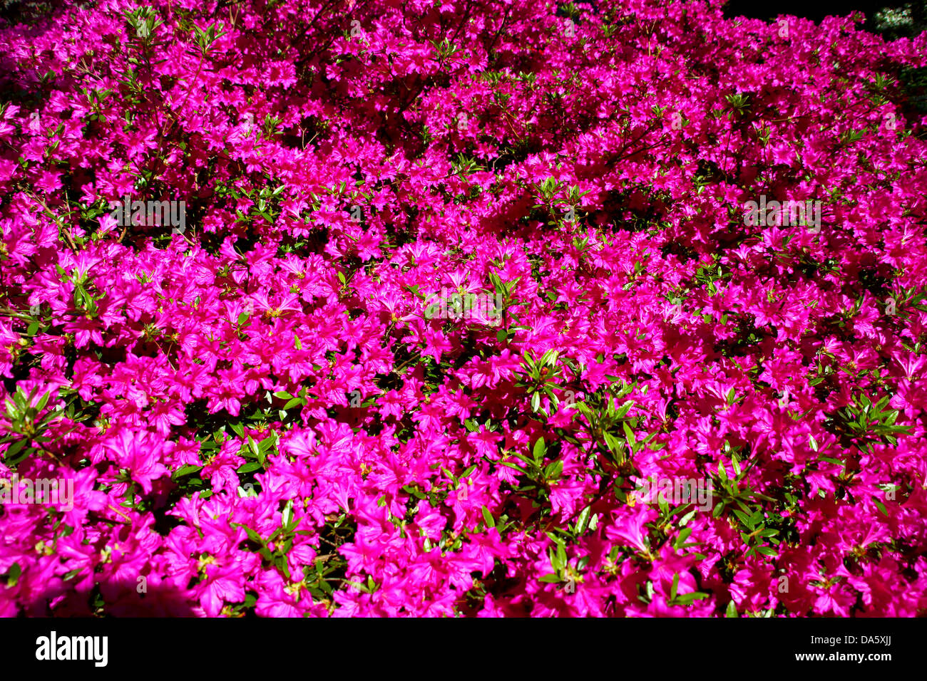 Bright pink purple flowering shrub bush Stock Photo
