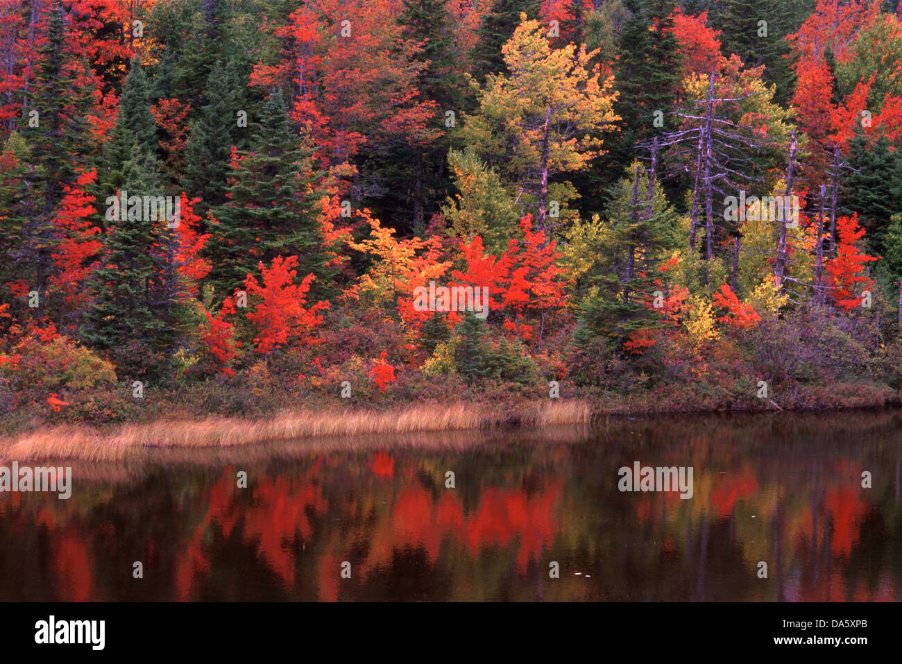Pond, Grand Falls Windsor, Newfoundland, Canada, indian summer, Fall