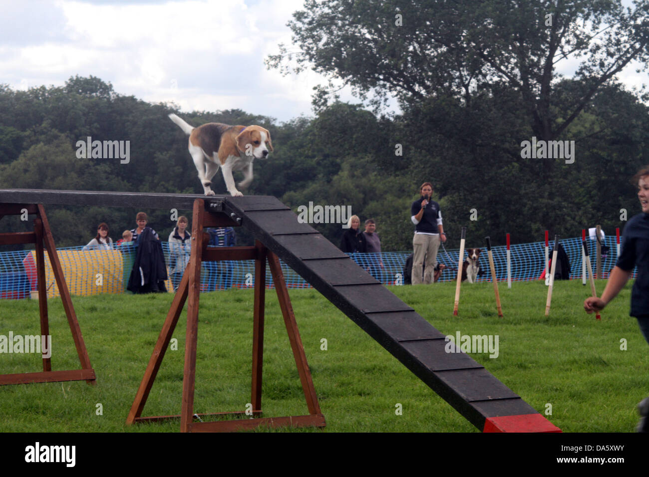 Dog walking an obstacle course at Betley show Stock Photo Alamy