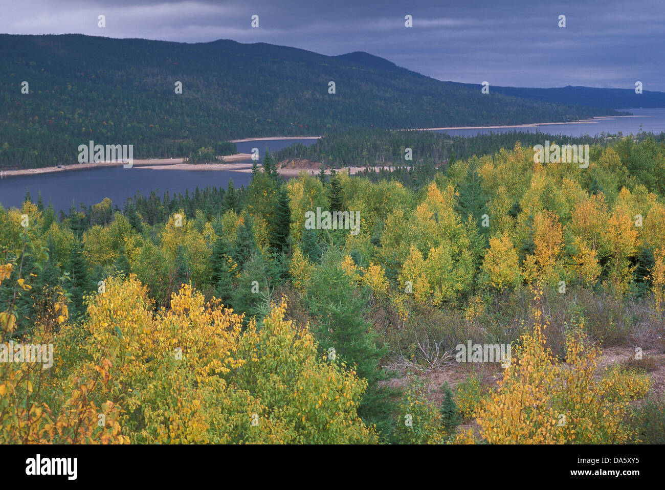Birchy Lake, Deer Lake, Newfoundland, Canada, fall, forest, trees
